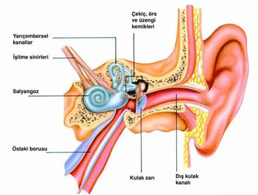 Orta Kulak Hastalığı Ve Tedavi Süreci